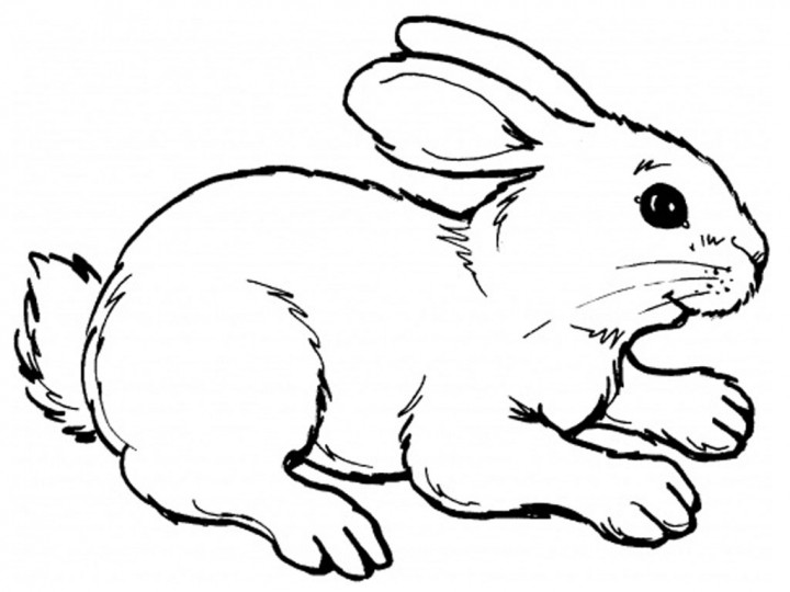 Coloring Pages Of Bunnies Bunny Printable Coloring Pages 720x540 Coloring Pages Of Bunnies Bunny Printable Coloring Pages