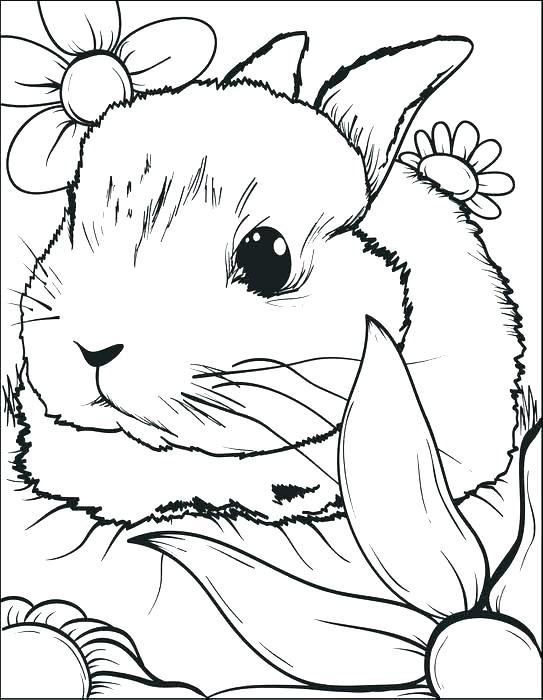 543x700 Rabbit Coloring Page Bunny Rabbit Pictures To Color Printable
