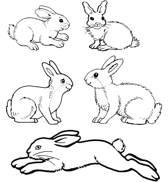 650x706 Rabbits Coloring Pages