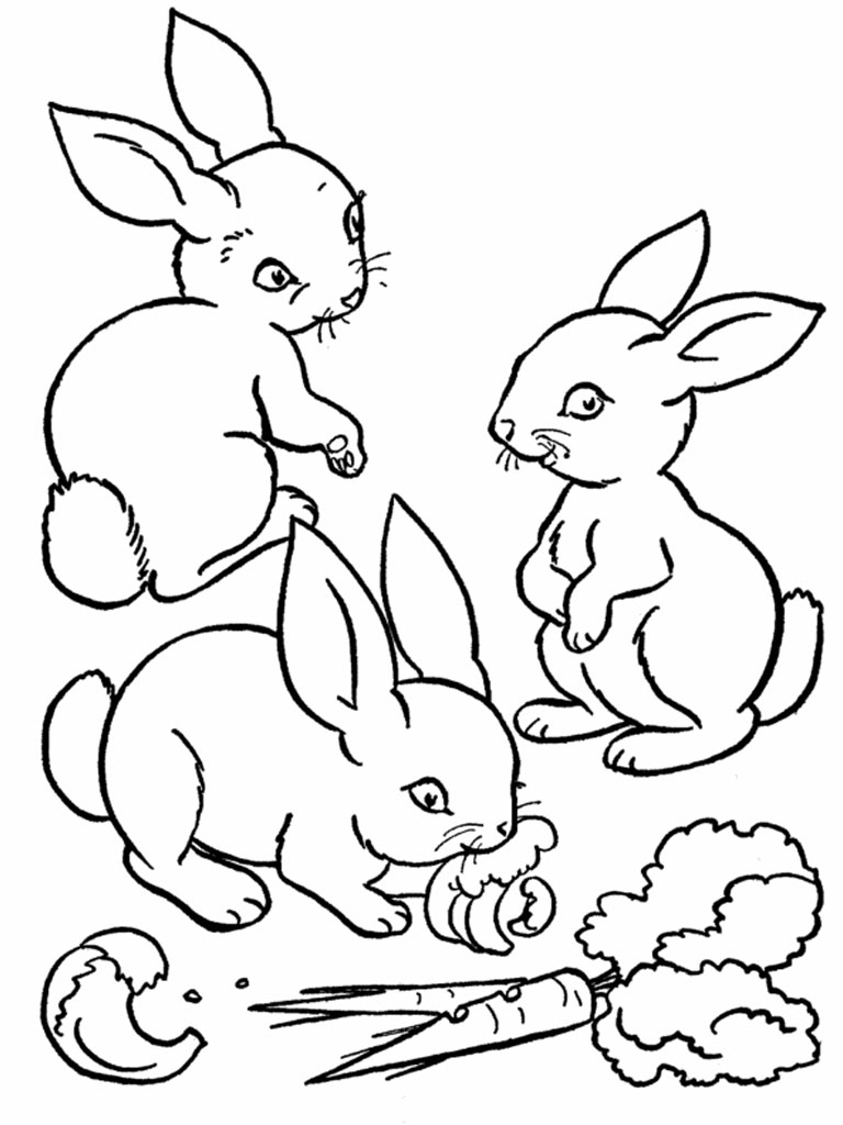 768x1024 Important Realistic Bunny Coloring Pages Download For Kids 2018
