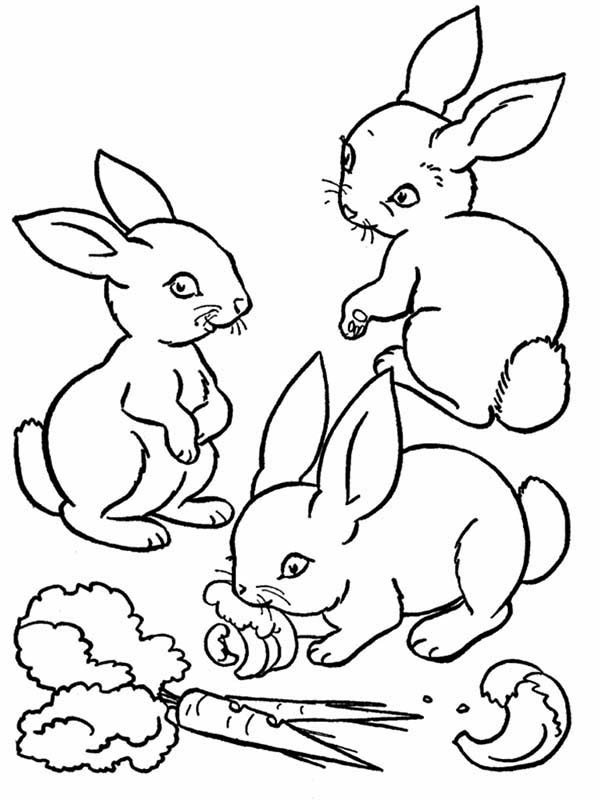 600x800 Three Cute Bunnies Eating The Carrot Coloring Page