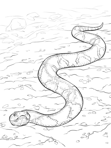 360x480 African Rock Python Coloring Page