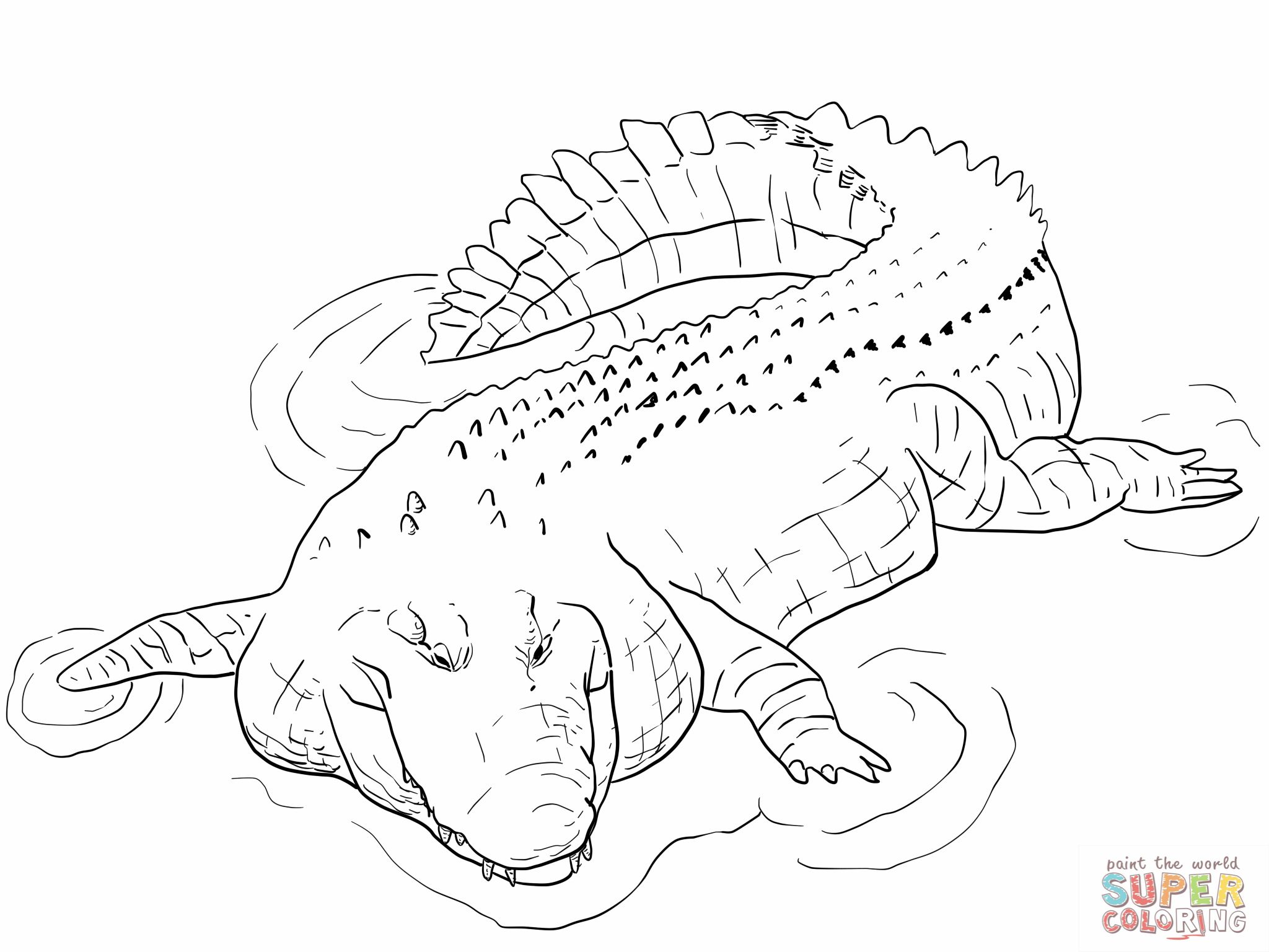 2048x1536 Indo Pacific Saltwater Crocodile Coloring Page Alligator Coloring