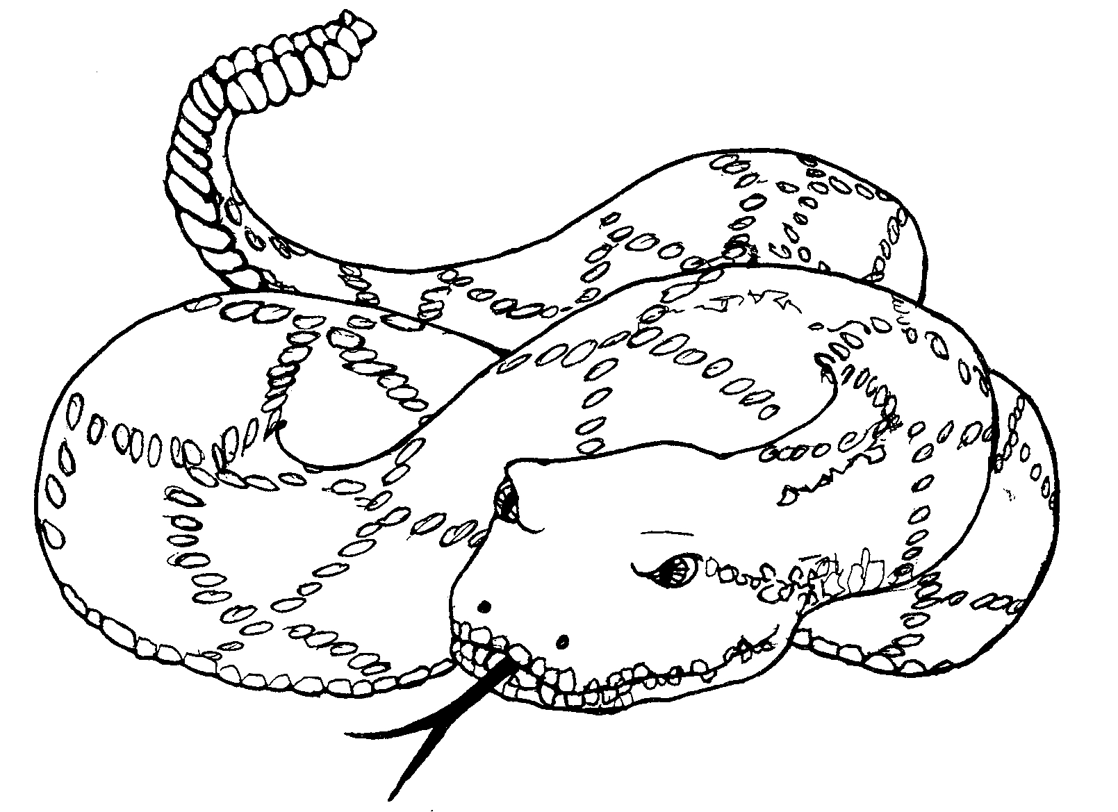 1609x1169 Anaconda Clipart Black And White