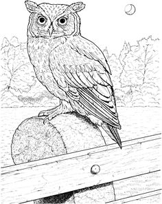 Printable Owl Coloring Page Coloring Pages Owl (Birds Gt Owl 236x296 Printable Owl Coloring Page Coloring Pages Owl (Birds Gt Owl