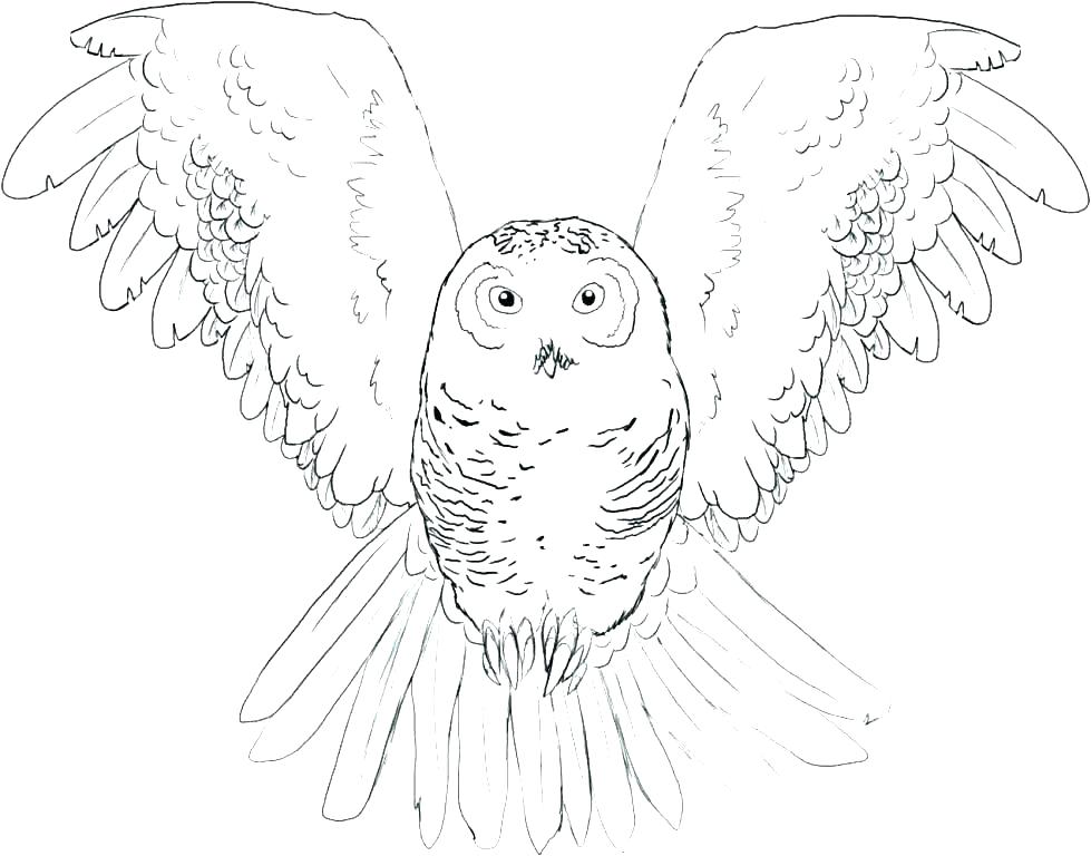 Snowy Coloring Pages Snowy Owl Coloring Page Snowy Owl Coloring 979x768 Snowy Coloring Pages Snowy Owl Coloring Page Snowy Owl Coloring