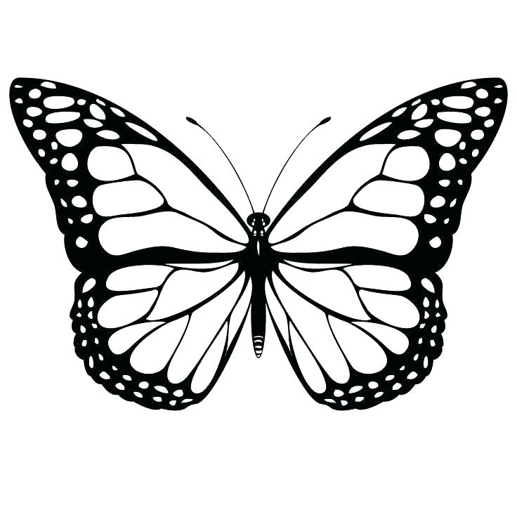 736x736 Butterfly Images To Color With Butterfly Coloring Sheets Printable