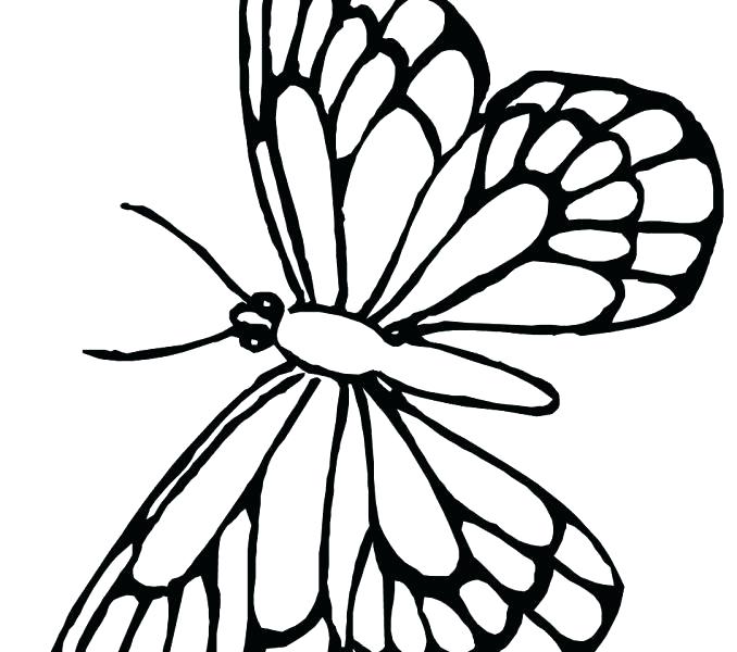 678x600 Monarch Butterfly Coloring Page Together With Monarch Butterfly