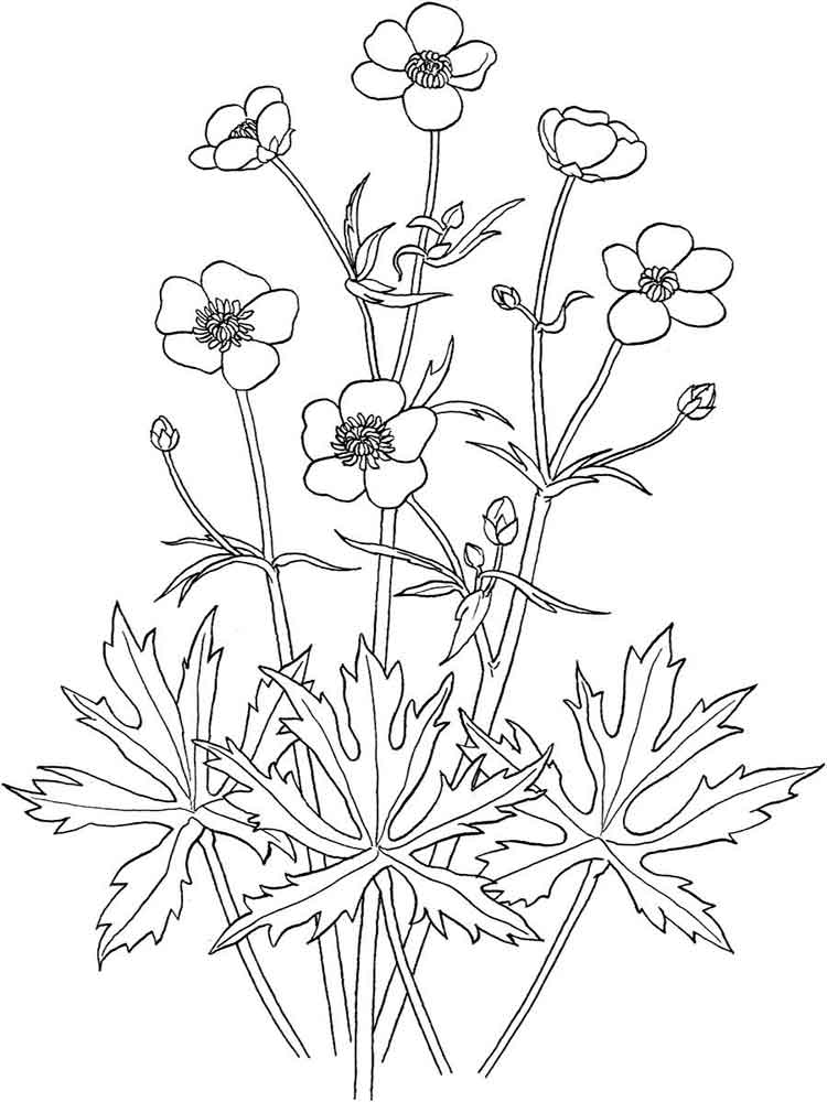 Buttercup Flower Coloring Pages. Download And Print Buttercup 750x1000 Buttercup Flower Coloring Pages. Download And Print Buttercup