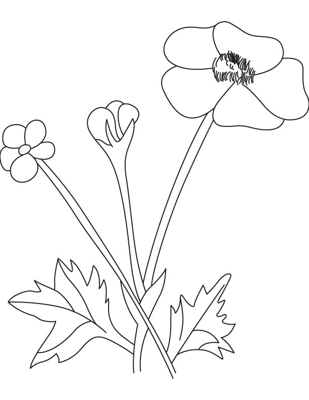 Buttercup Flower Pod Download Free Buttercup Flower 612x792 Buttercup Flower Pod Download Free Buttercup Flower
