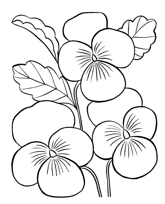 Coloring Page Of Flowers Flower Coloring Pages Free Buttercup 645x798 Coloring Page Of Flowers Flower Coloring Pages Free Buttercup