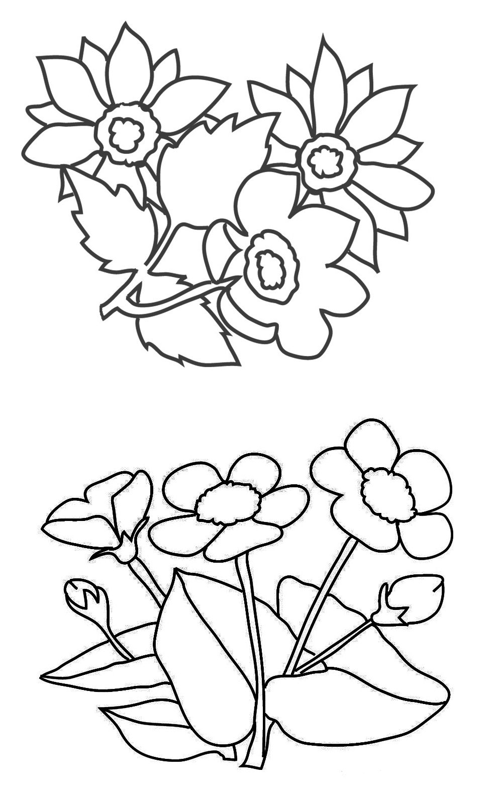 Amazing Cochlospermum Vitifolium Or Buttercup Tree Coloring Page 999x1567 Amazing Cochlospermum Vitifolium Or Buttercup Tree Coloring Page