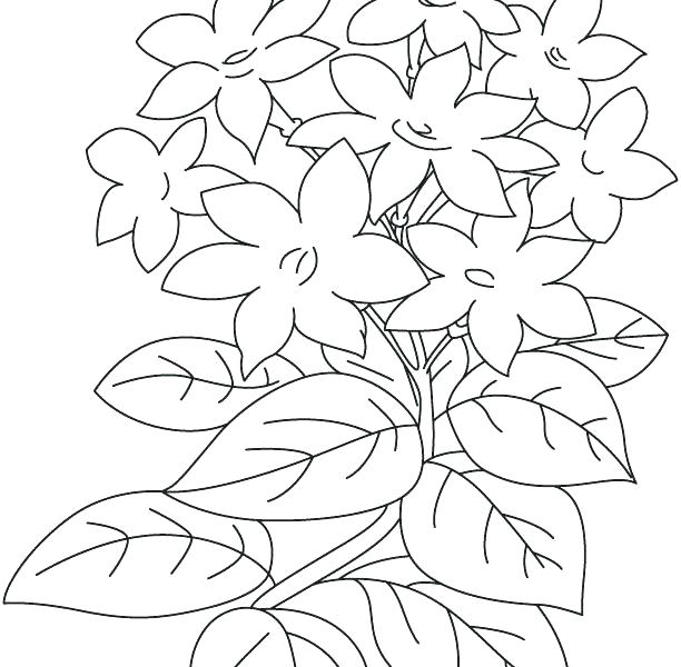 Flower Coloring Pages Free Buttercup Flower Coloring Page Free 612x600 Flower Coloring Pages Free Buttercup Flower Coloring Page Free