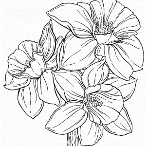 Free Printable Coloring Pages 300x300 Free Printable Coloring Pages