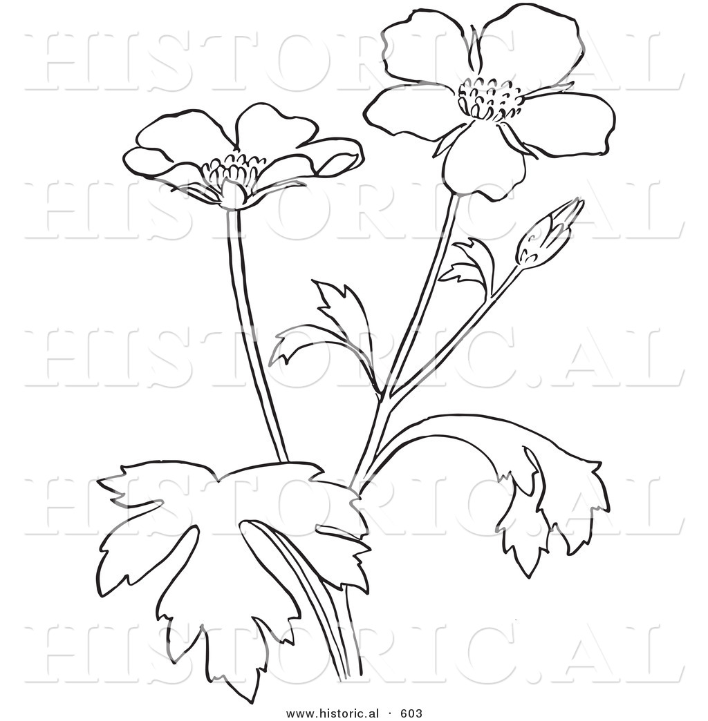Historical Vector Illustration Of Buttercup Flowers 1024x1044 Historical Vector Illustration Of Buttercup Flowers