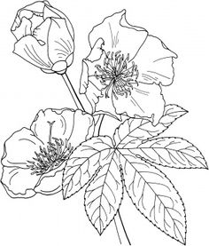 Hop Plant Isolated Hops Plant, White Wreath And Wreaths 236x277 Hop Plant Isolated Hops Plant, White Wreath And Wreaths