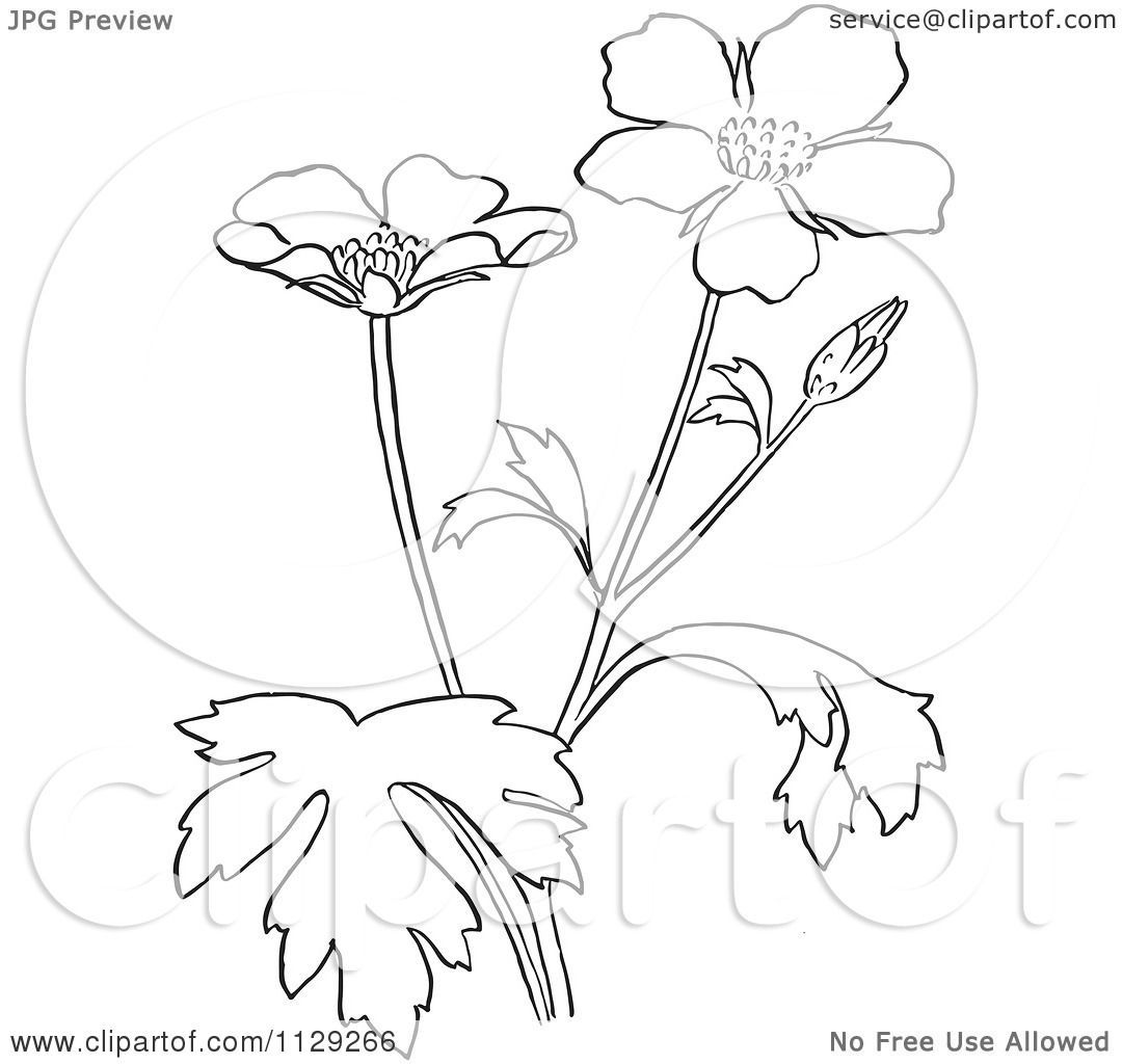Marvelous Cartoon Clipart Of An Outlined Buttercup Flower Plant 1080x1024 Marvelous Cartoon Clipart Of An Outlined Buttercup Flower Plant