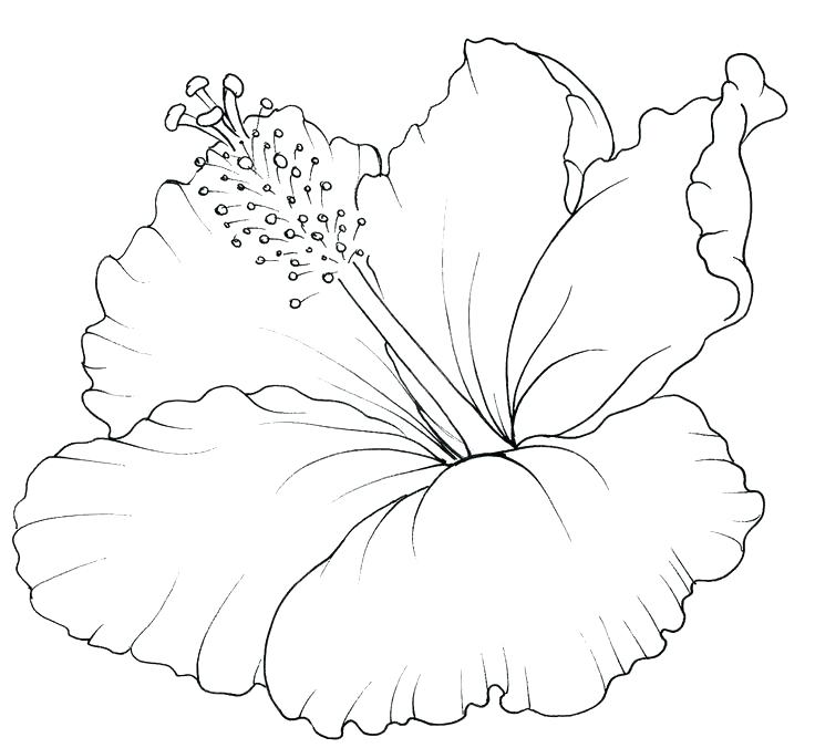 Best Of Hawaiian Flower Coloring Pages And Download Buttercup 736x676 Best Of Hawaiian Flower Coloring Pages And Download Buttercup