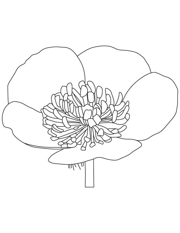 Buttercup Flower Coloring Page Color Luna 600x776 Buttercup Flower Coloring Page Color Luna