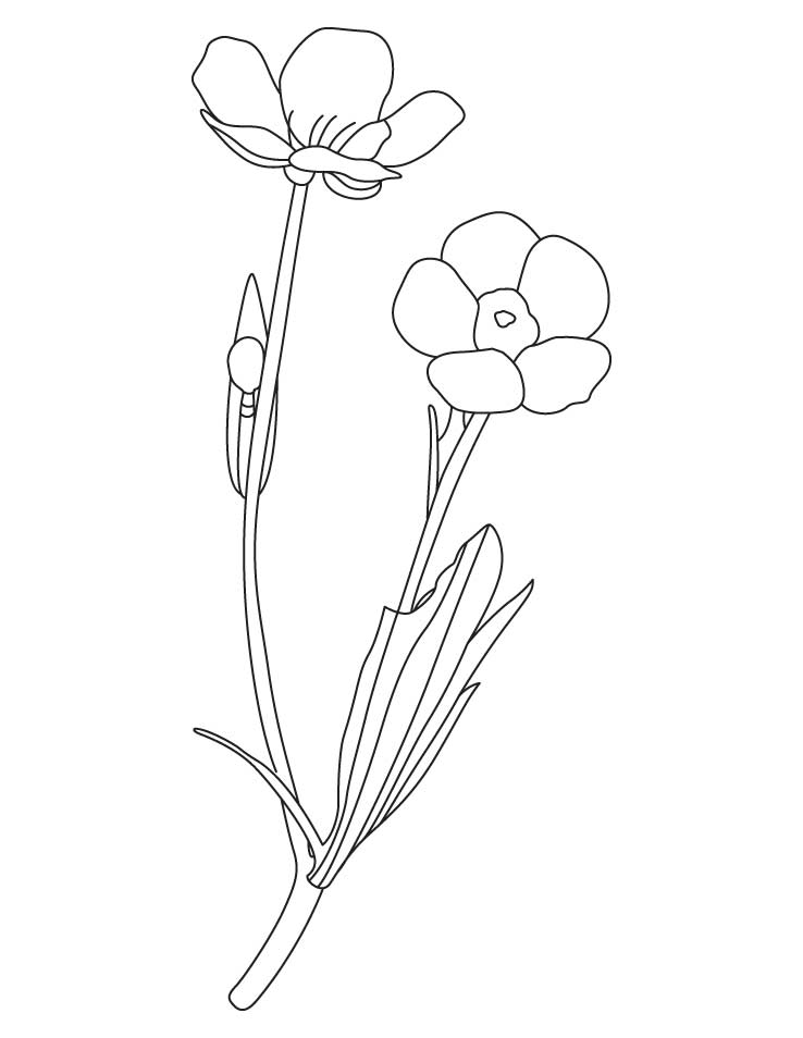Buttercup Flower Coloring Pages 738x954 Buttercup Flower Coloring Pages
