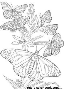 218x300 Butterfly Summer Flower Coloring Pages Online Free Girl