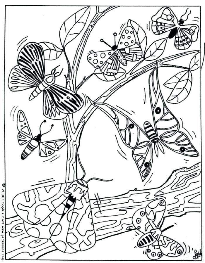 700x900 Coloring Pages Butterfly Butterflies Butterflies Coloring Page