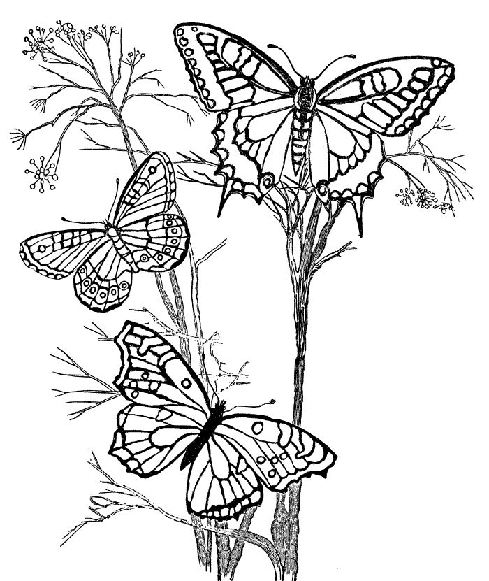 700x831 Coloring Pages For Adults Butterflies Color Bros