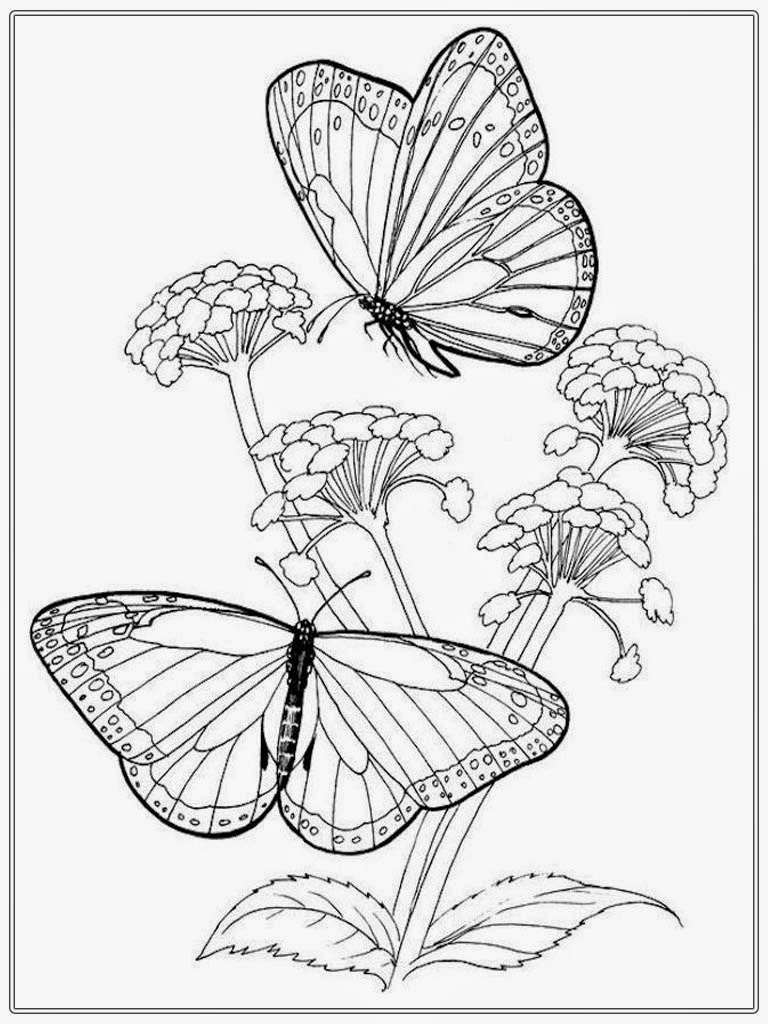 768x1024 Butterfly And Flower Coloring Pages For Adults