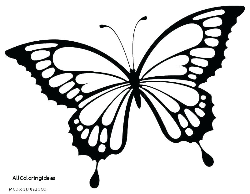 Butterfly Coloring Pages For Adults Beautiful Butterfly Coloring 800x620 Butterfly Coloring Pages For Adults Beautiful Butterfly Coloring