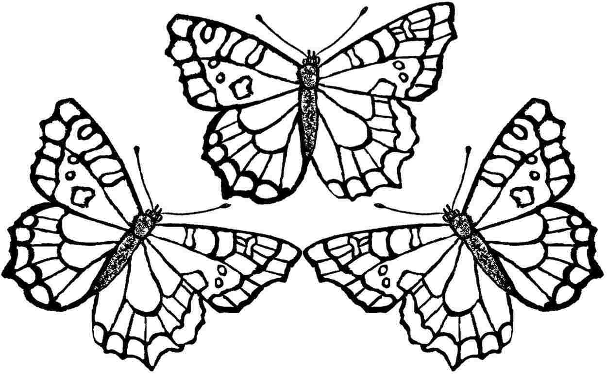 Butterfly Coloring Pages For Adults To Print Free Best 1250x769 Butterfly Coloring Pages For Adults To Print Free Best