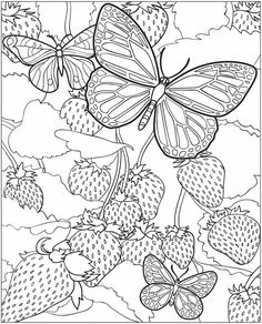 Website Inspiration Butterfly Coloring Pages For Adults 236x292 Website Inspiration Butterfly Coloring Pages For Adults