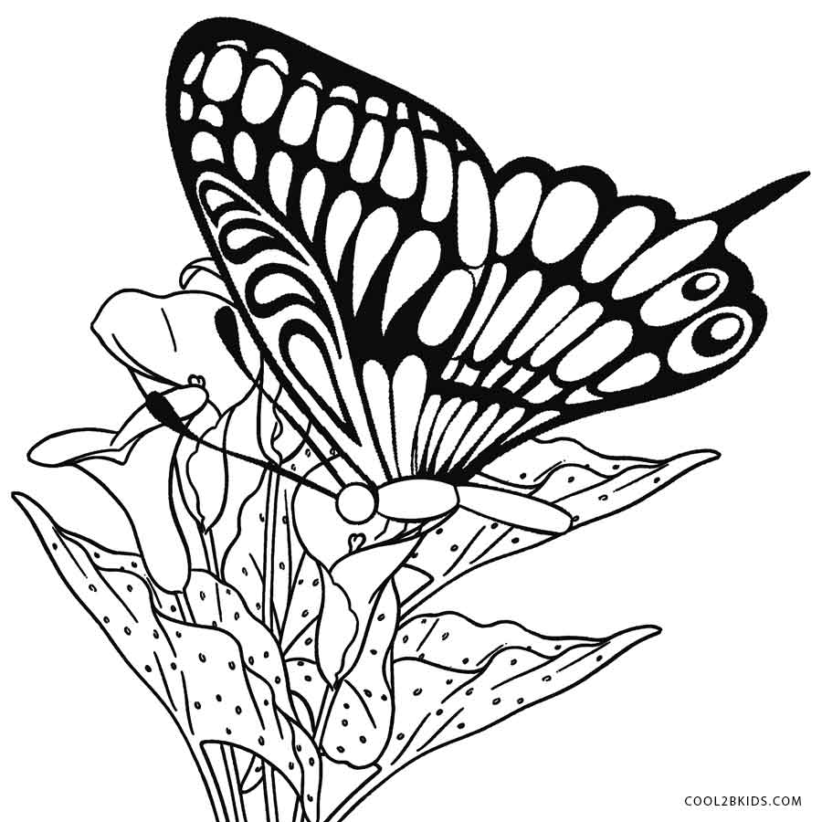 Printable Butterfly Coloring Pages For Kids Cool2bkids 900x900 Printable Butterfly Coloring Pages For Kids Cool2bkids