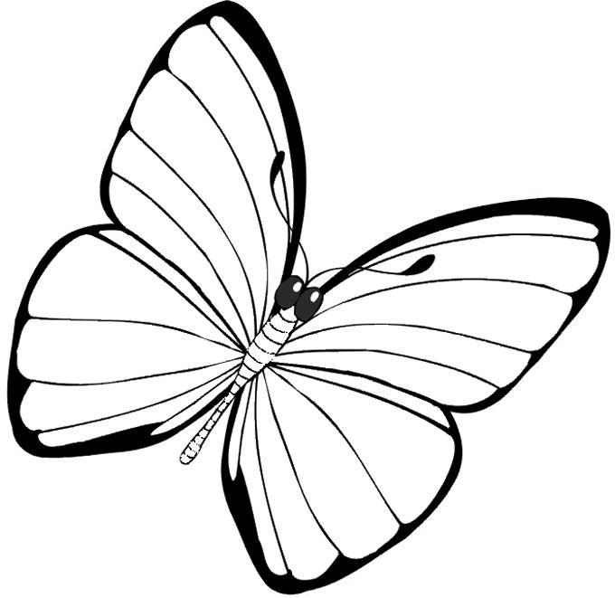 Simple Butterfly Coloring Pages 680x661 Simple Butterfly Coloring Pages
