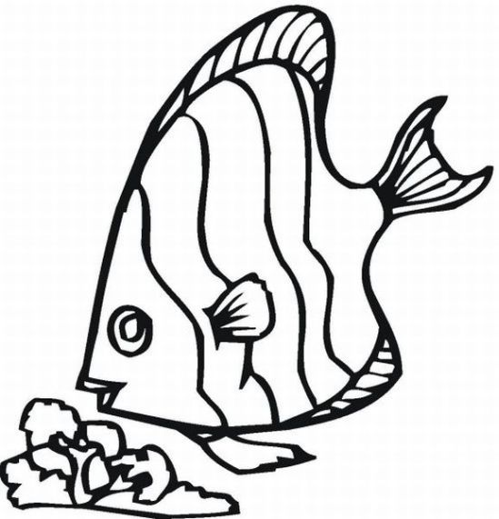 Rainbow Fish Coloring Pages 158 549x571 Rainbow Fish Coloring Pages 158
