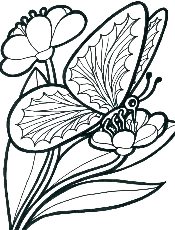 Flowers And Butterflies Coloring Pages Coloring Page Stock Images 728x955 Flowers And Butterflies Coloring Pages Coloring Page Stock Images