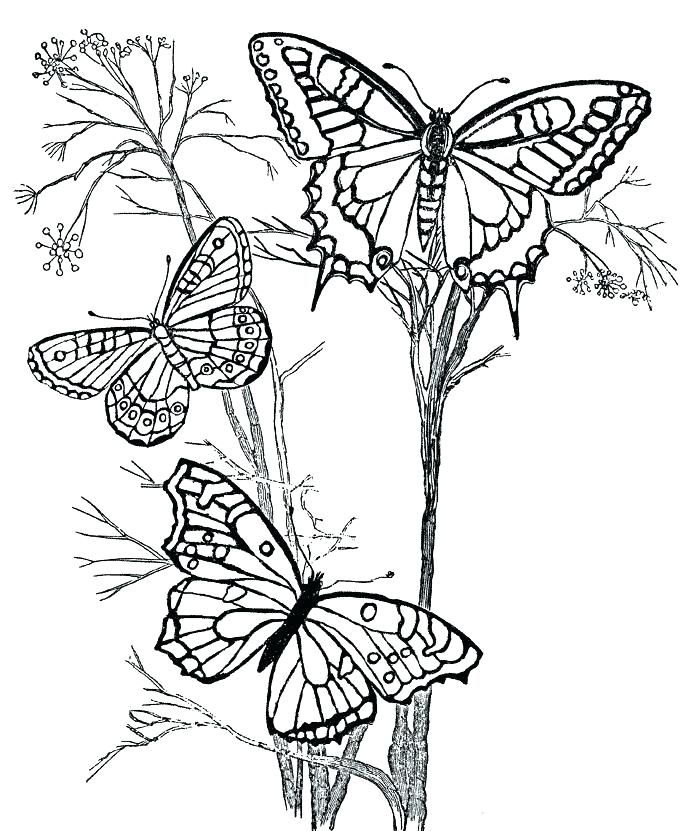 Butterfly And Flower Coloring Pages 700x831 Butterfly And Flower Coloring Pages