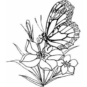 Butterfly Coloring Sheets Butterfly Flower Coloring 300x300 Butterfly Coloring Sheets Butterfly Flower Coloring