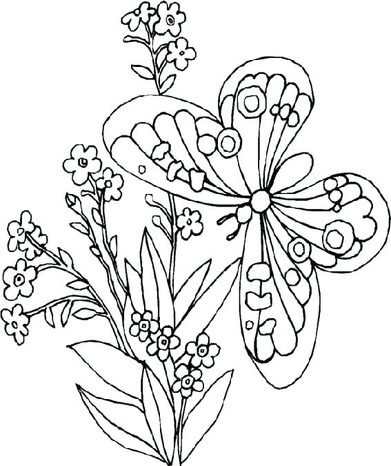 Butterfly Life Cycle Coloring Pages Free Coloring Pages Flowers 567x675 Butterfly Life Cycle Coloring Pages Free Coloring Pages Flowers