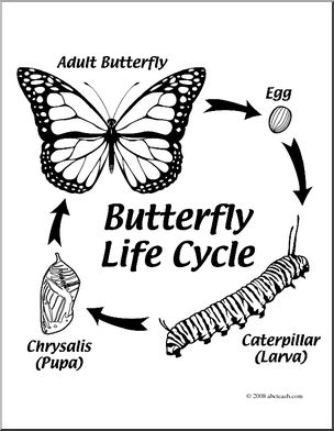 Clip Art Butterfly Life Cycle (Coloring Page) I 304x392 Clip Art Butterfly Life Cycle (Coloring Page) I