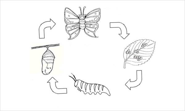 Butterfly Coloring Pages Free Amp Premium Templates 600x360 Butterfly Coloring Pages Free Amp Premium Templates