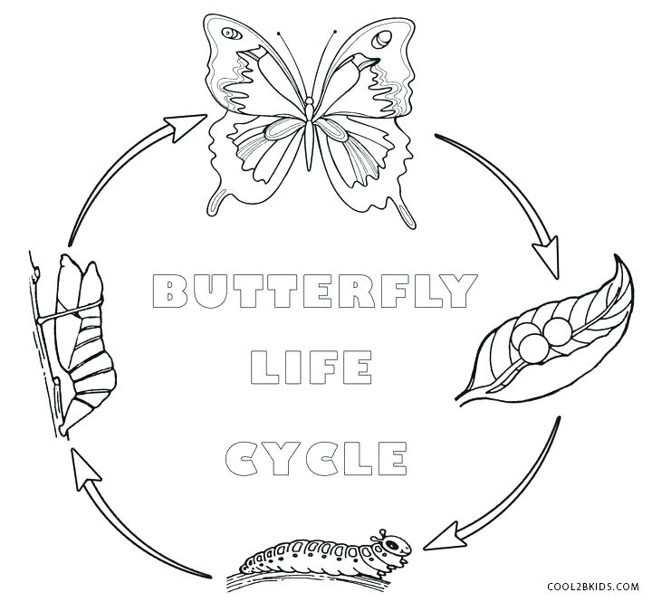 Butterfly Life Cycle Coloring Page at GetColorings.com | Free printable ...