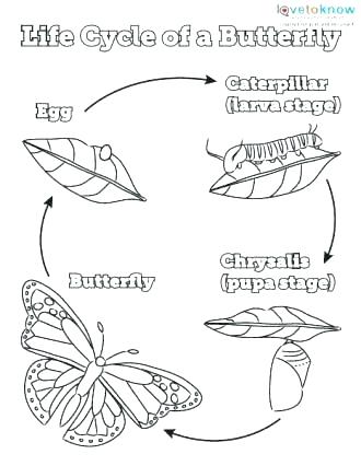 Butterfly Life Cycle Coloring Page at GetColorings.com | Free printable ...