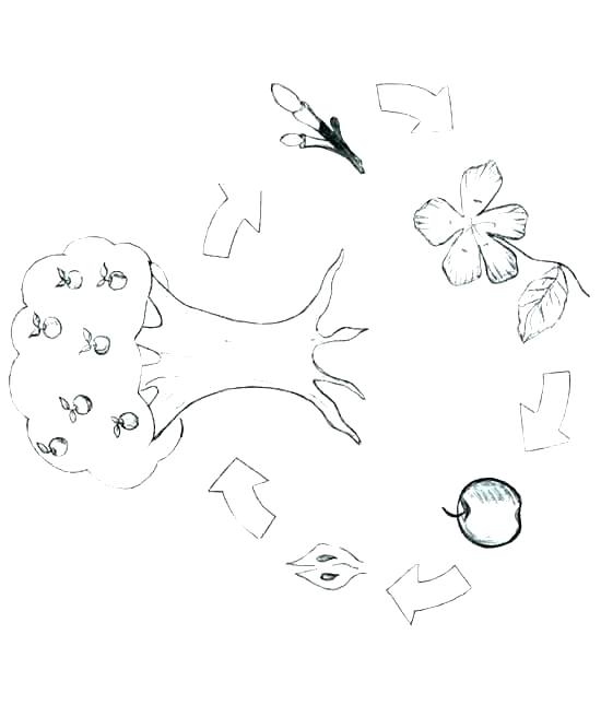Bean Plant Life Cycle Coloring Page Butterfly Related Clip Arts 550x645 Bean Plant Life Cycle Coloring Page Butterfly Related Clip Arts