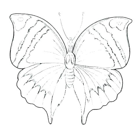 Butterfly Outline Coloring Page 480x476 Butterfly Outline Coloring Page