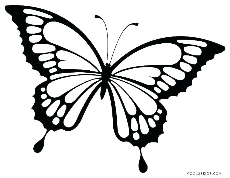 Butterfly Templates To Print Butterfly Printable Coloring Pages 800x620 Butterfly Templates To Print Butterfly Printable Coloring Pages