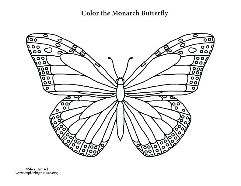 Butterfly Outline Coloring Page at GetColorings.com | Free printable ...