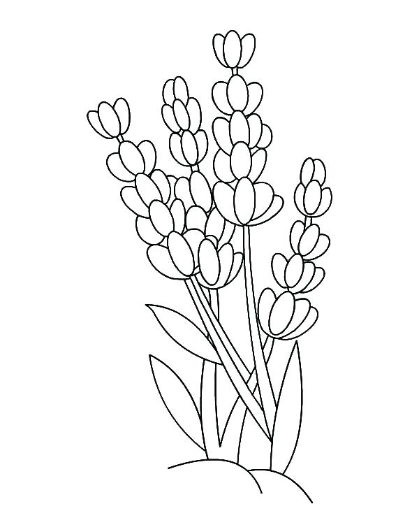 Outline Coloring Pages Butterfly Outline Colouring Page To Color 600x731 Outline Coloring Pages Butterfly Outline Colouring Page To Color