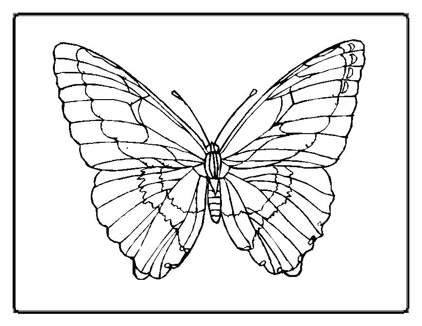 Outline Of A Butterfly To Color Sample Butterfly Documents 869x671 Outline Of A Butterfly To Color Sample Butterfly Documents