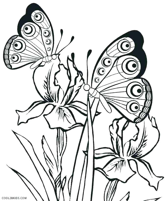 Simple Butterfly Coloring Pages Butterfly Outline Coloring Pages 678x820 Simple Butterfly Coloring Pages Butterfly Outline Coloring Pages