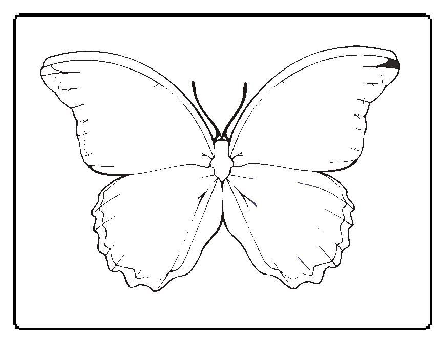 Blank Butterfly Coloring Pages Butterflies 869x671 Blank Butterfly Coloring Pages Butterflies